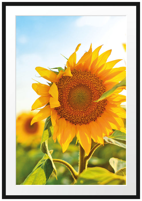 Pixxprint Sonnenblumenfeld SonnenblumeSonne, im Galerie-Passepartout Bilderrahmen