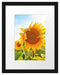 Sonnenblumenfeld SonnenblumeSonne Passepartout 38x30