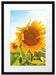 Sonnenblumenfeld SonnenblumeSonne Passepartout 55x40