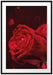 Rote Rosen Valentinstag Passepartout 100x70
