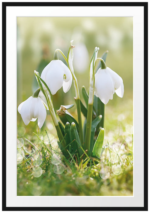 Pixxprint Schneeglöckchen, im Galerie-Passepartout Bilderrahmen
