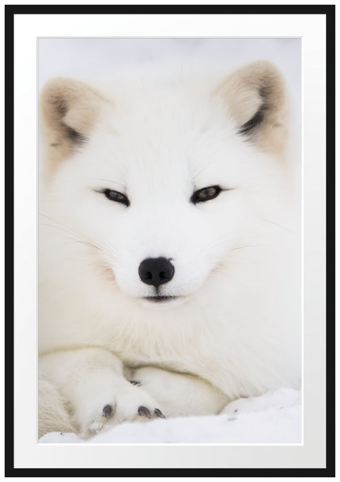 Pixxprint Weißer Fuchs, im Galerie-Passepartout Bilderrahmen