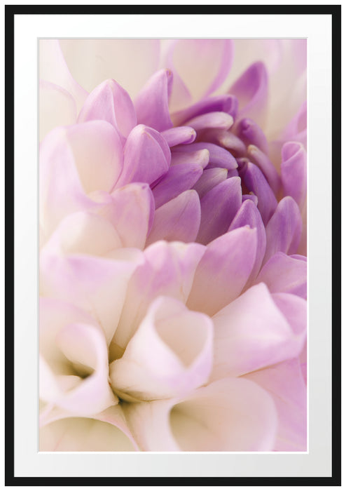 Pixxprint Traumhafte lila weiße Blüte, im Galerie-Passepartout Bilderrahmen