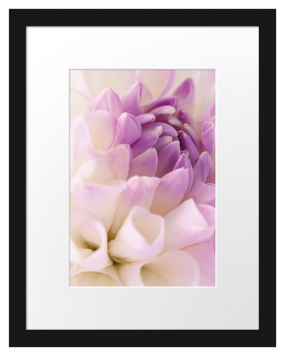 Traumhafte lila weiße Blüte Passepartout 38x30