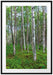 Birkenwald Passepartout 100x70