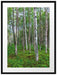 Birkenwald Passepartout 80x60