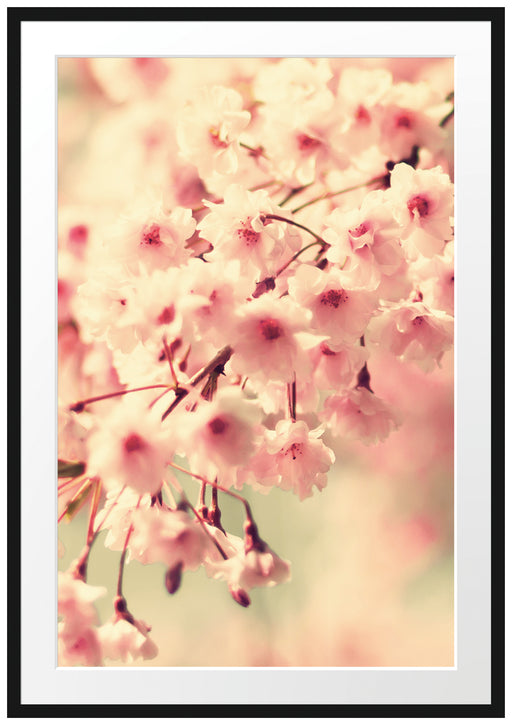 Kirschblüten B&W Passepartout 100x70