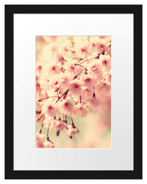 Kirschblüten B&W Passepartout 38x30