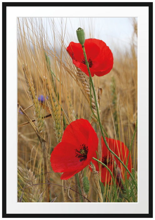 Mohnblumen im Getreidefeld B&W Passepartout 100x70