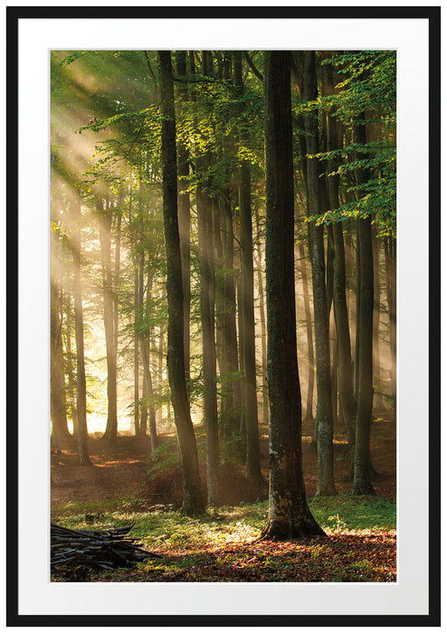 Pixxprint Bäume im, im Galerie-Passepartout Bilderrahmen