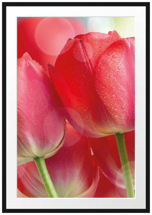 Pixxprint Rote Tulpen, im Galerie-Passepartout Bilderrahmen