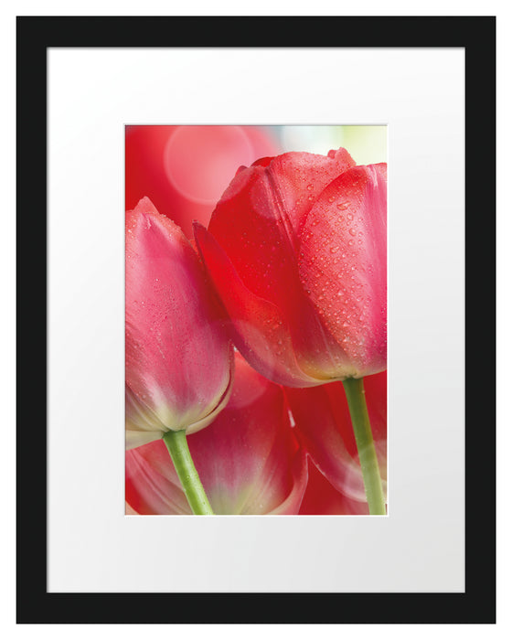 Rote Tulpen Passepartout 38x30