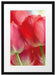 Rote Tulpen Passepartout 55x40