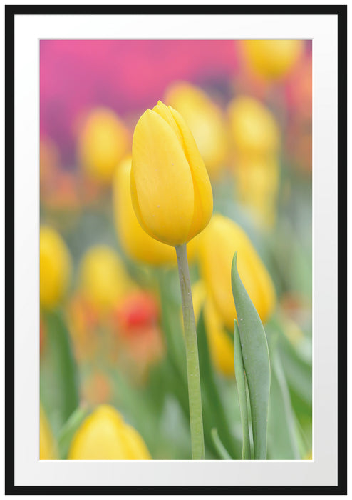 Pixxprint Gelbe Tulpen im Frühling B&W, im Galerie-Passepartout Bilderrahmen