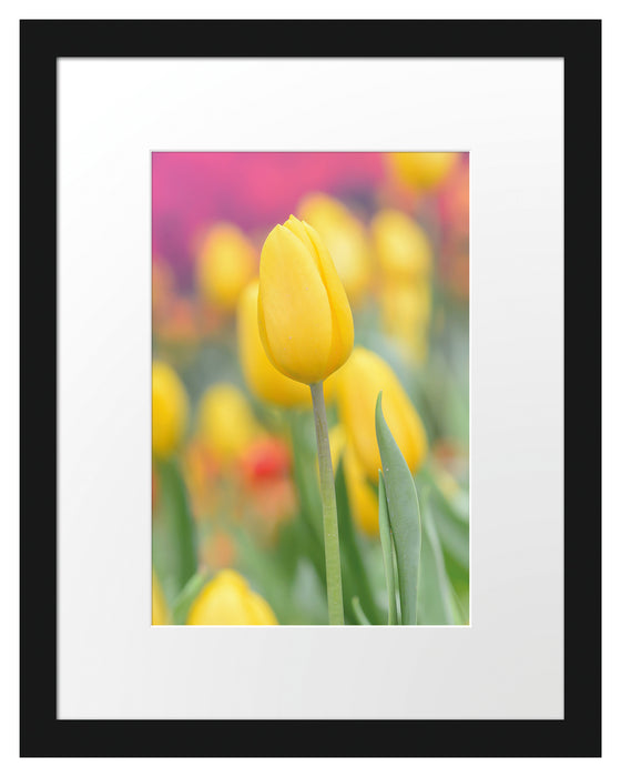 Gelbe Tulpen im Frühling B&W Passepartout 38x30