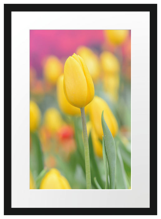 Gelbe Tulpen im Frühling B&W Passepartout 55x40