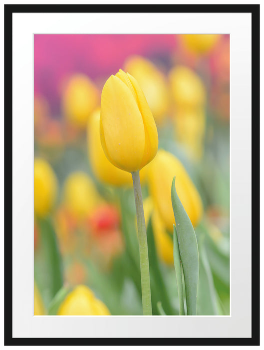 Gelbe Tulpen im Frühling B&W Passepartout 80x60