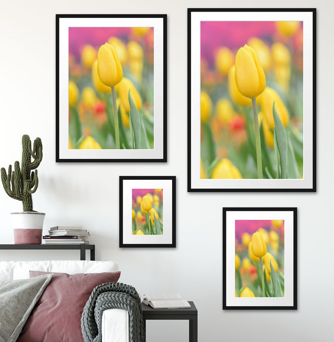 Gelbe Tulpen im Frühling B&W Passepartout Dekovorschlag