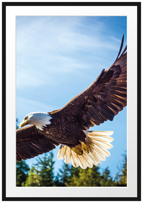 Pixxprint Adler, im Galerie-Passepartout Bilderrahmen