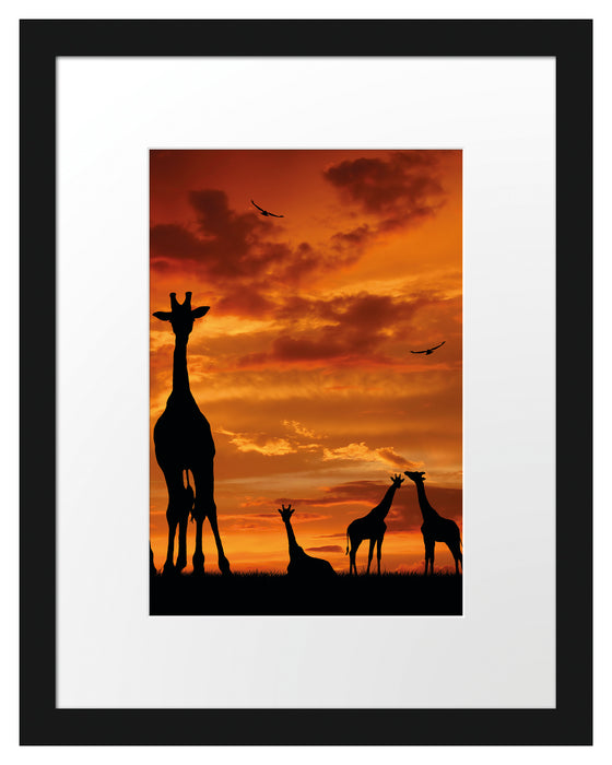 Afrika Giraffen im Sonnenuntergang Passepartout 38x30