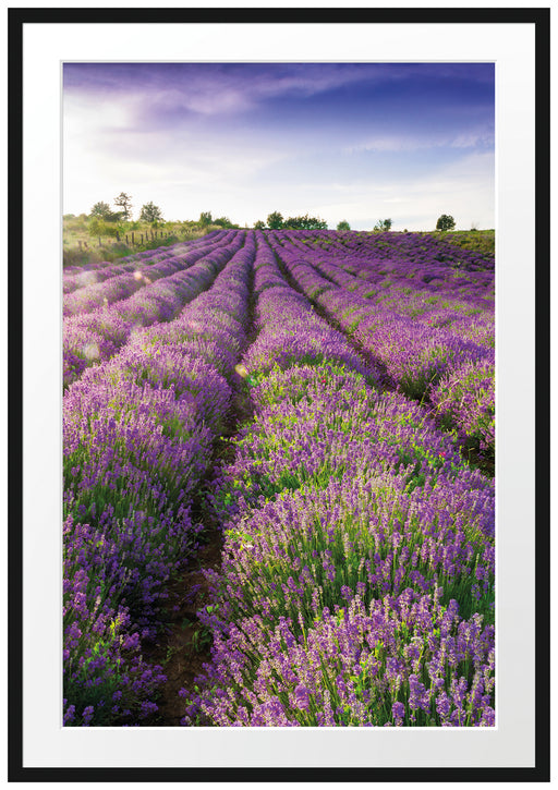Lavendelfeld Provence Passepartout 100x70
