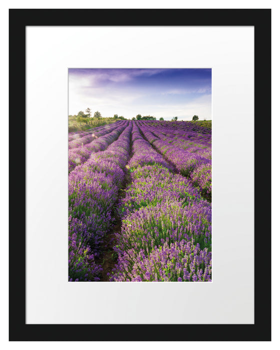Lavendelfeld Provence Passepartout 38x30