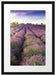 Lavendelfeld Provence Passepartout 55x40