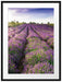 Lavendelfeld Provence Passepartout 80x60
