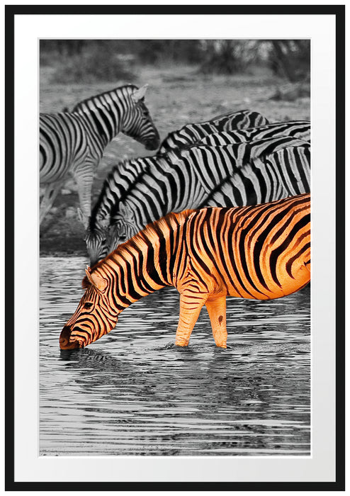 Zebras an der Wasserstelle Passepartout 100x70