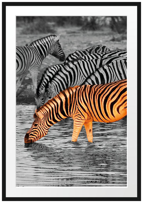 Pixxprint Zebras an der Wasserstelle, im Galerie-Passepartout Bilderrahmen