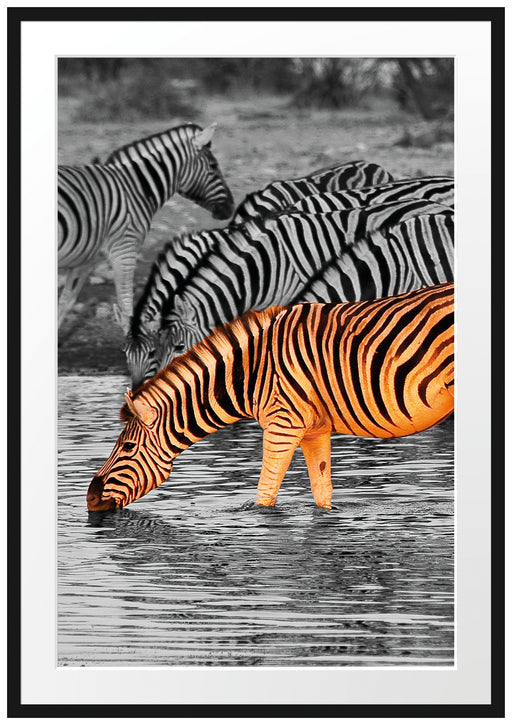 Zebras an der Wasserstelle Passepartout 100x70