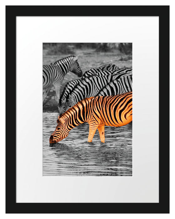 Zebras an der Wasserstelle Passepartout 38x30