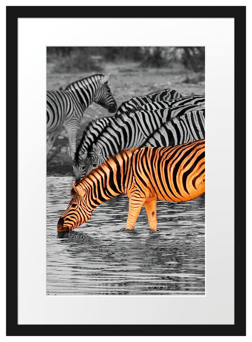 Zebras an der Wasserstelle Passepartout 55x40