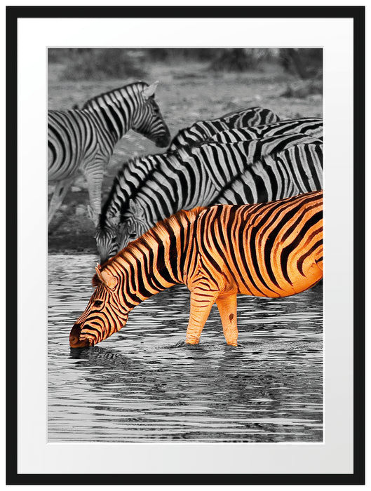 Zebras an der Wasserstelle Passepartout 80x60
