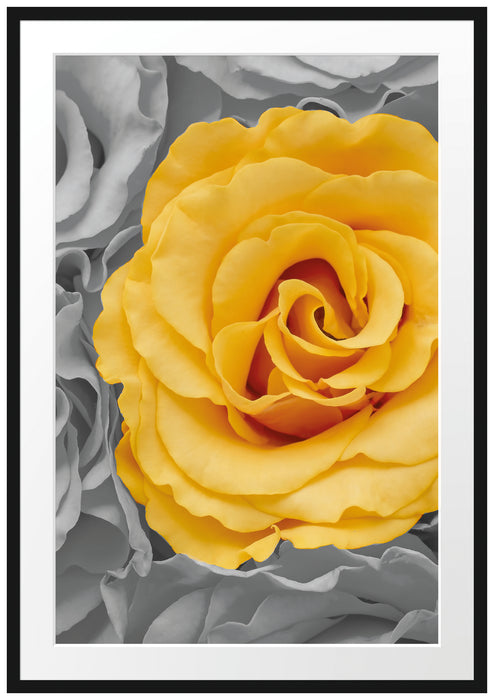 gelbe Rose im Rosenmeer Passepartout 100x70