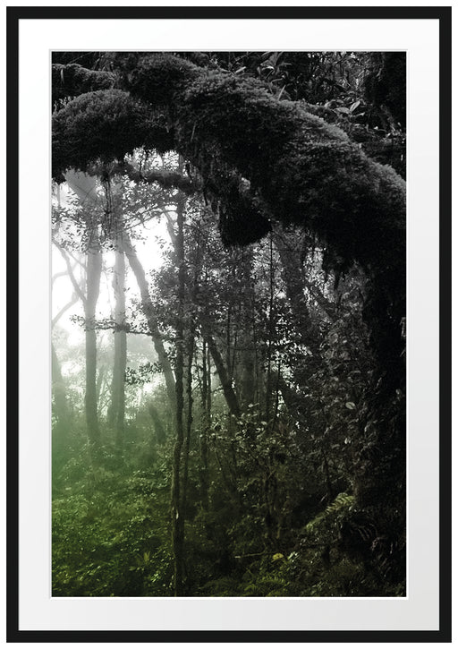Regenwald in seiner ganzen Pracht Passepartout 100x70