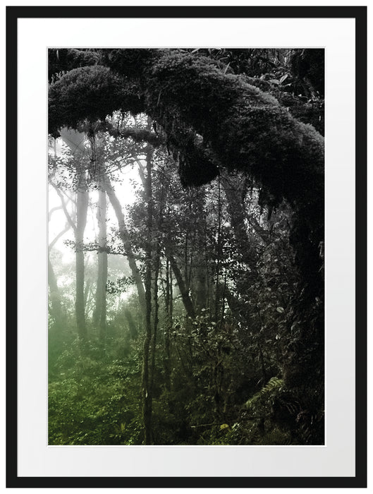 Regenwald in seiner ganzen Pracht Passepartout 80x60