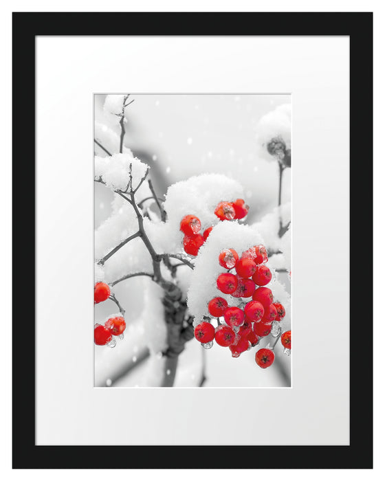 Rote Vogelbeeren im Winter Passepartout 38x30