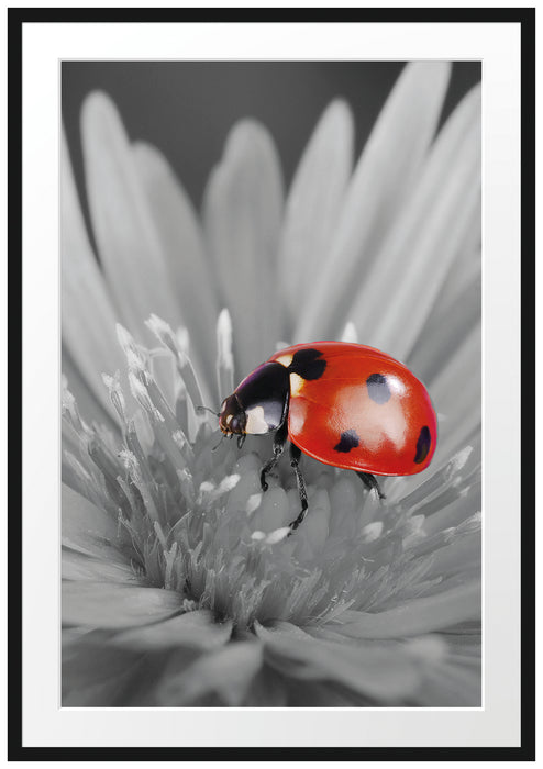 Pixxprint rot leuchtender Marienkäfer auf Blüte, im Galerie-Passepartout Bilderrahmen