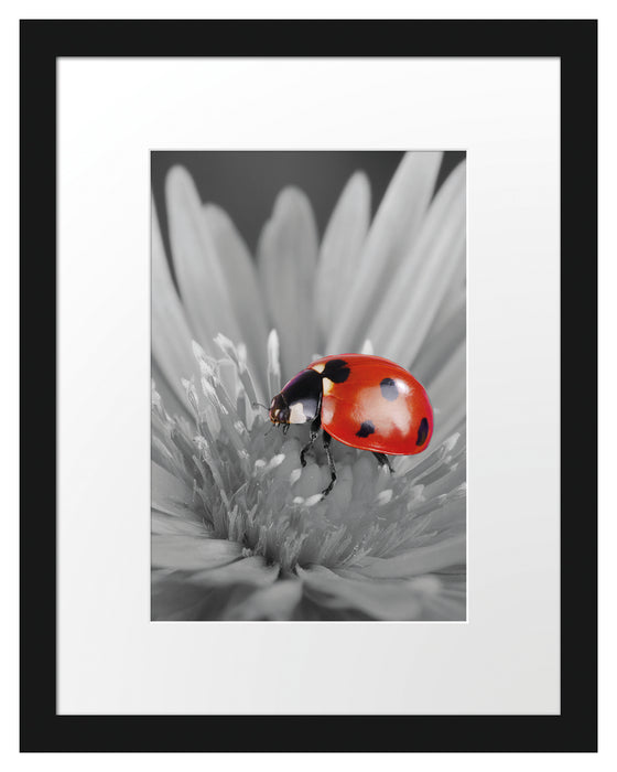 rot leuchtender Marienkäfer auf Blüte Passepartout 38x30