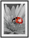 rot leuchtender Marienkäfer auf Blüte Passepartout 80x60