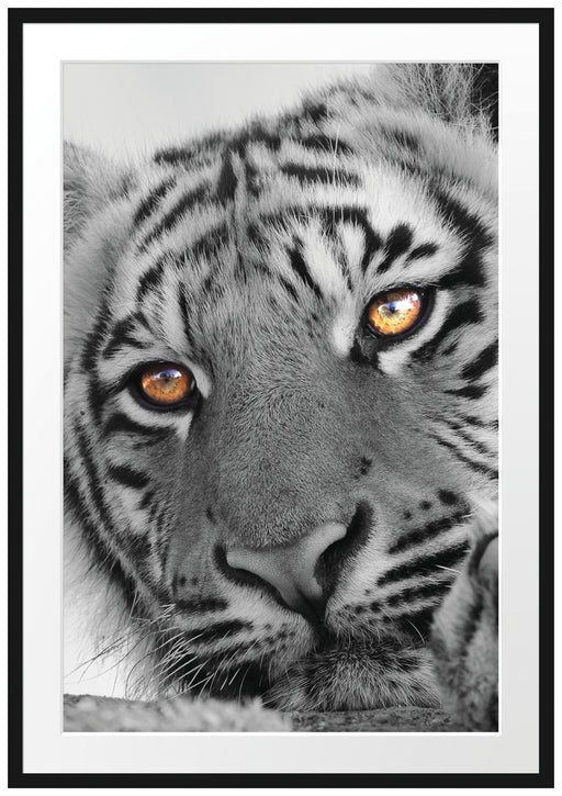 entspannter Tiger schwarz/weiß Passepartout 100x70
