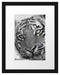 entspannter Tiger schwarz/weiß Passepartout 38x30