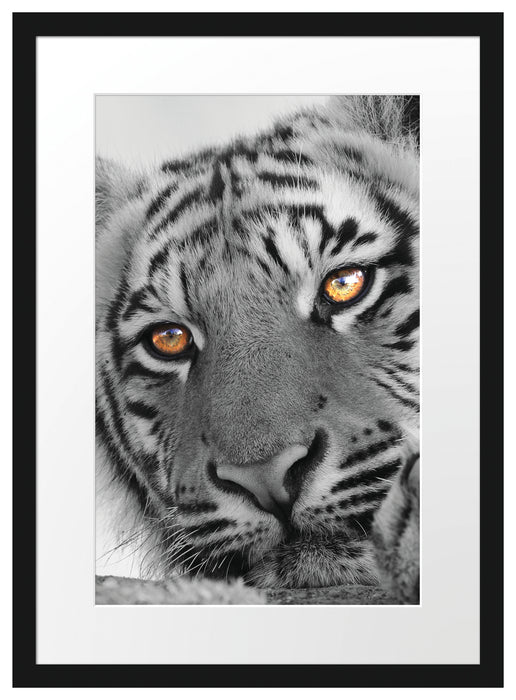 entspannter Tiger schwarz/weiß Passepartout 55x40
