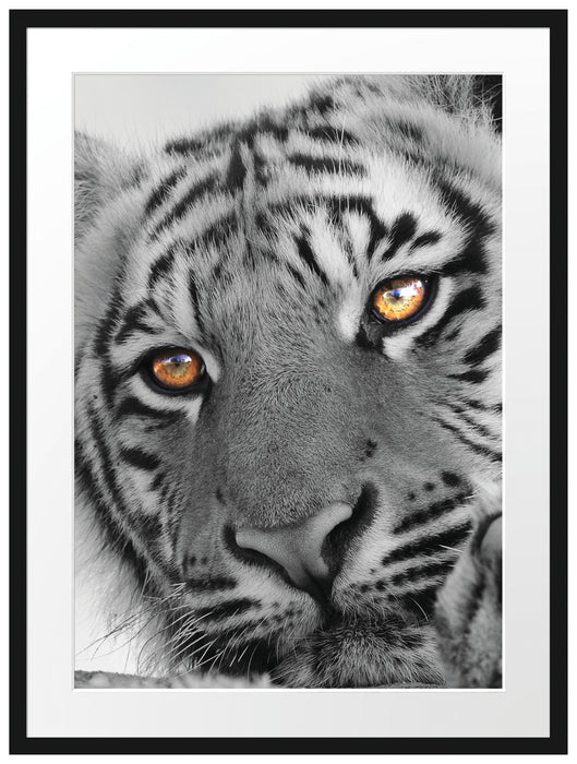 entspannter Tiger schwarz/weiß Passepartout 80x60