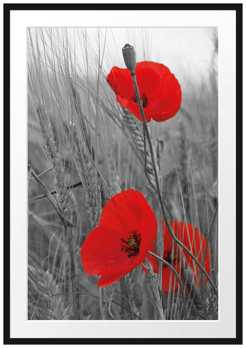 Pixxprint Mohnblüten, im Galerie-Passepartout Bilderrahmen