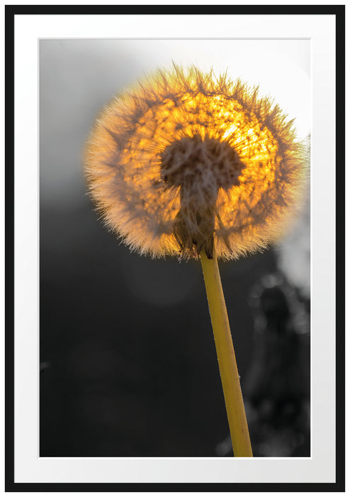 Pusteblume Passepartout 100x70