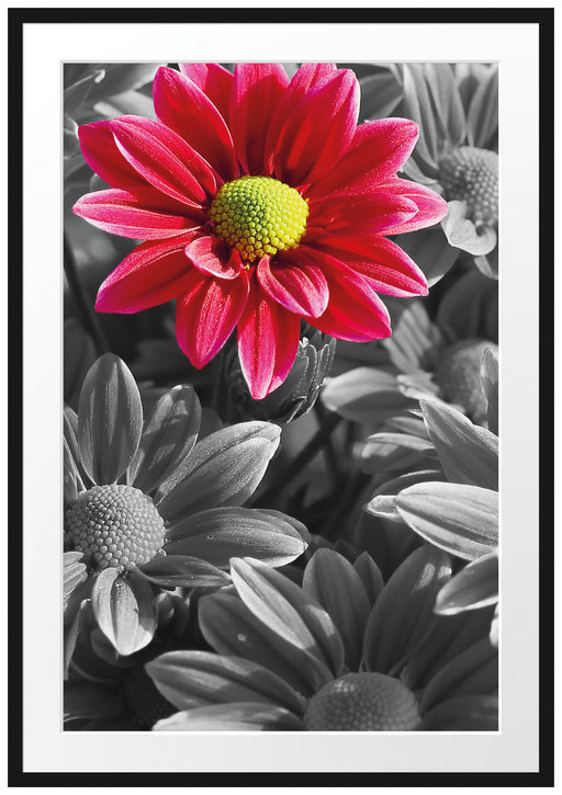 wunderschöner Chrysanthemen Strauß Passepartout 100x70