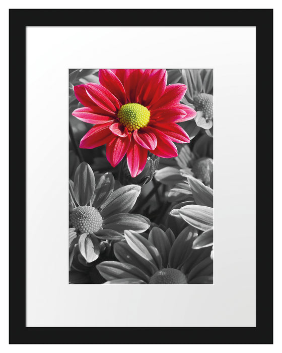 wunderschöner Chrysanthemen Strauß Passepartout 38x30