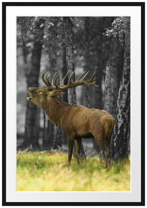 röhrender Hirsch im Wald schwarz/weiß Passepartout 100x70